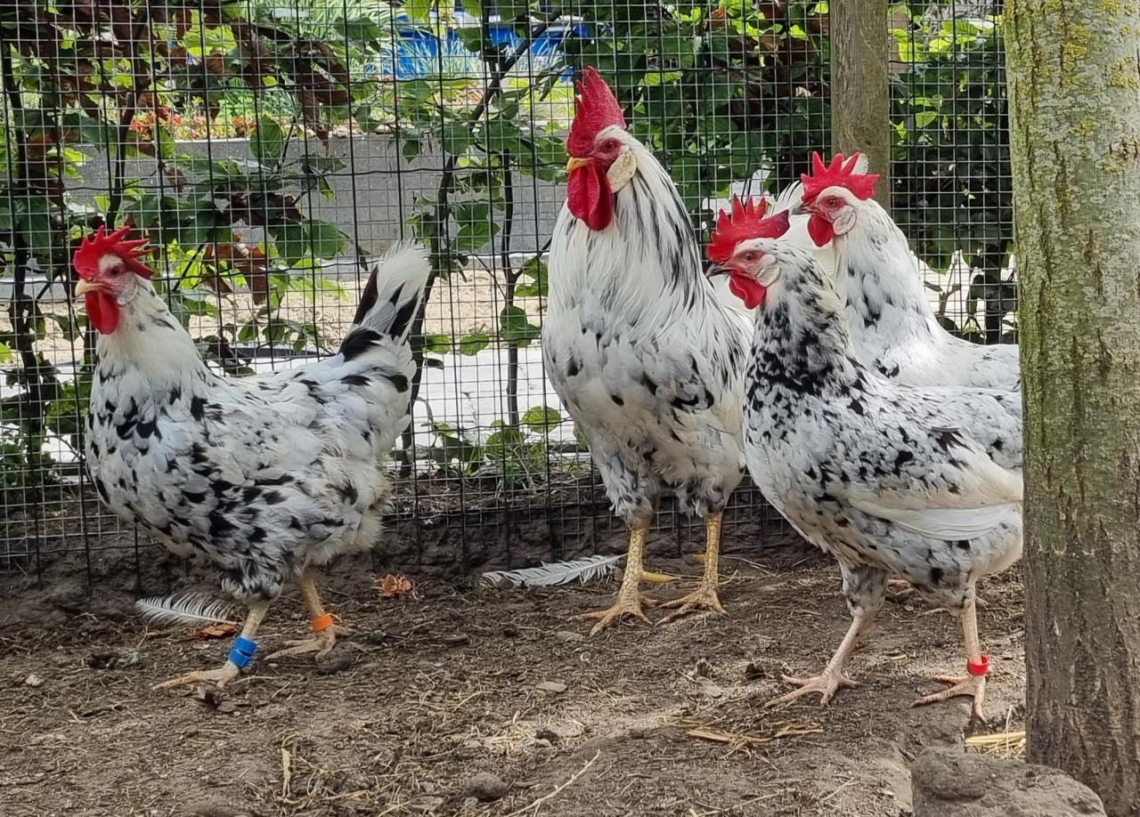 Bonte leghorn hen