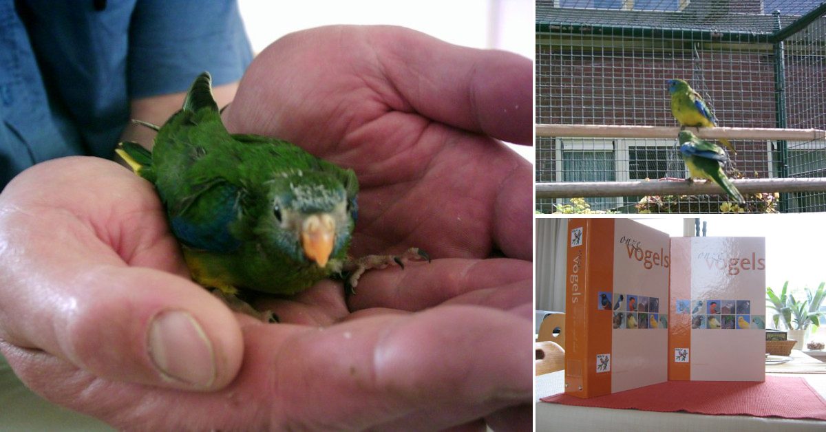 Zaterdagmorgen 13 december vogelbeurs de Vogelvrienden Goes