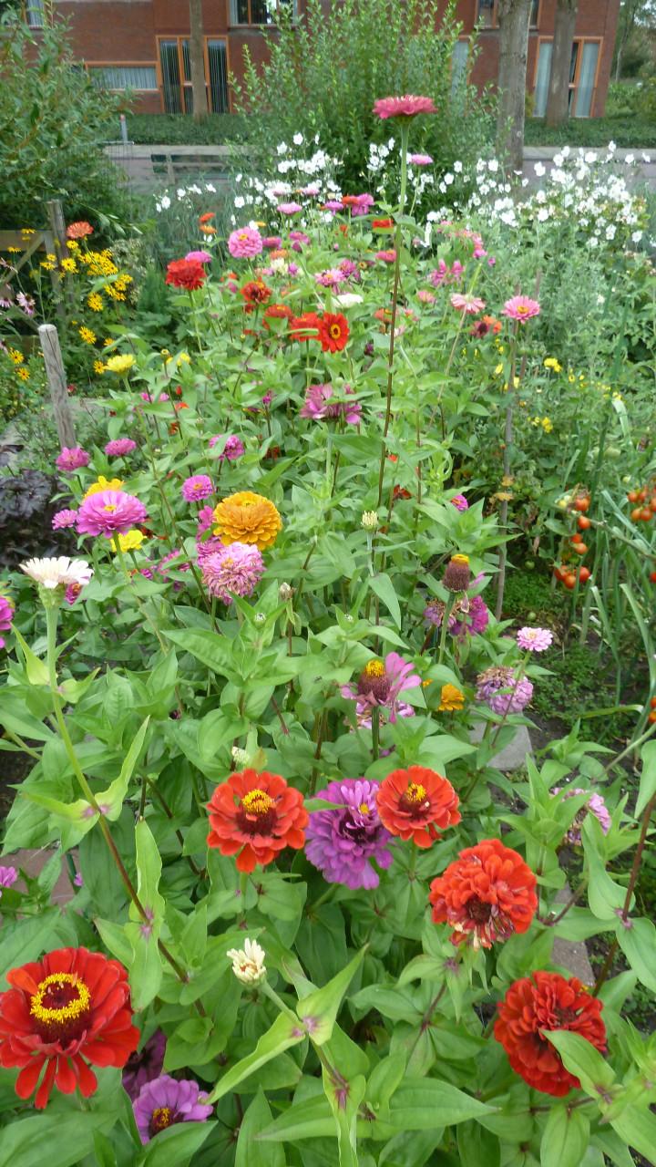Zinnias
