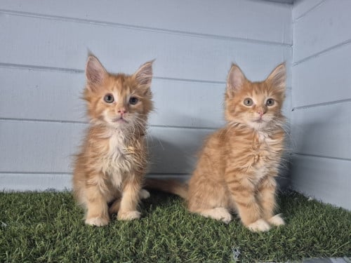 Maine coon kittens LAATSTE 2