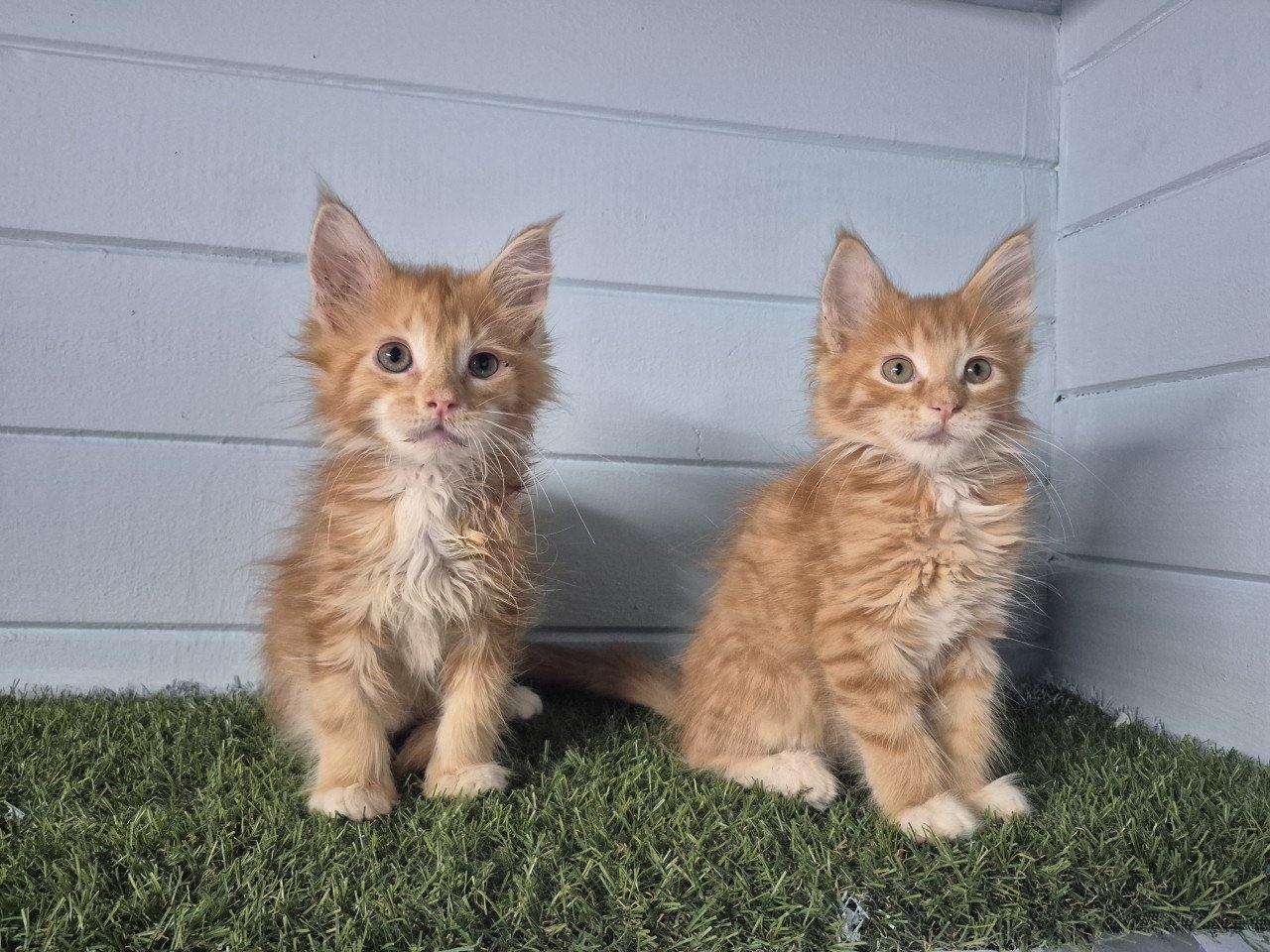 Maine coon kittens LAATSTE 2