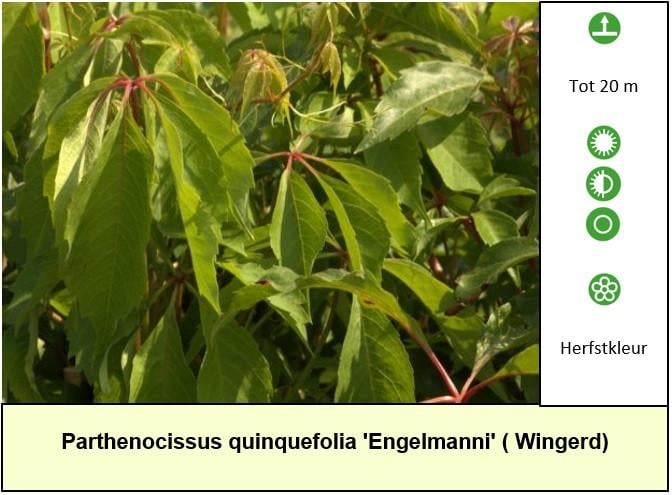 Bijen,- en vlinderplanten aangeboden in ons Plantenkraampje: €1,25 p/st.