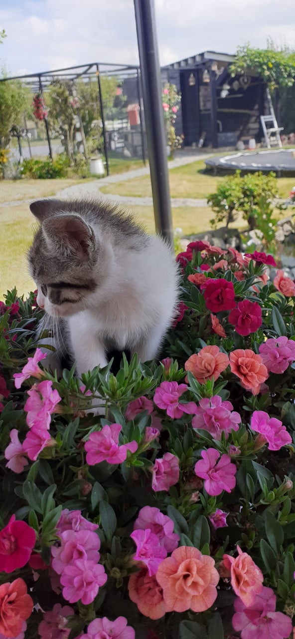 Schattige kittens 😻