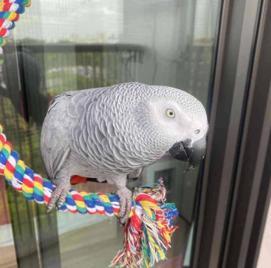 Grijze roodstaartpapegaai met kooi voor adoptie