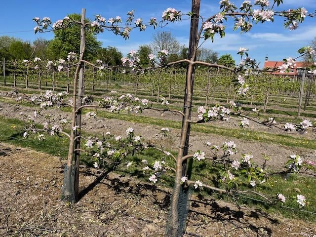 Fruitbomen in leivorm / Leibomen / Appel