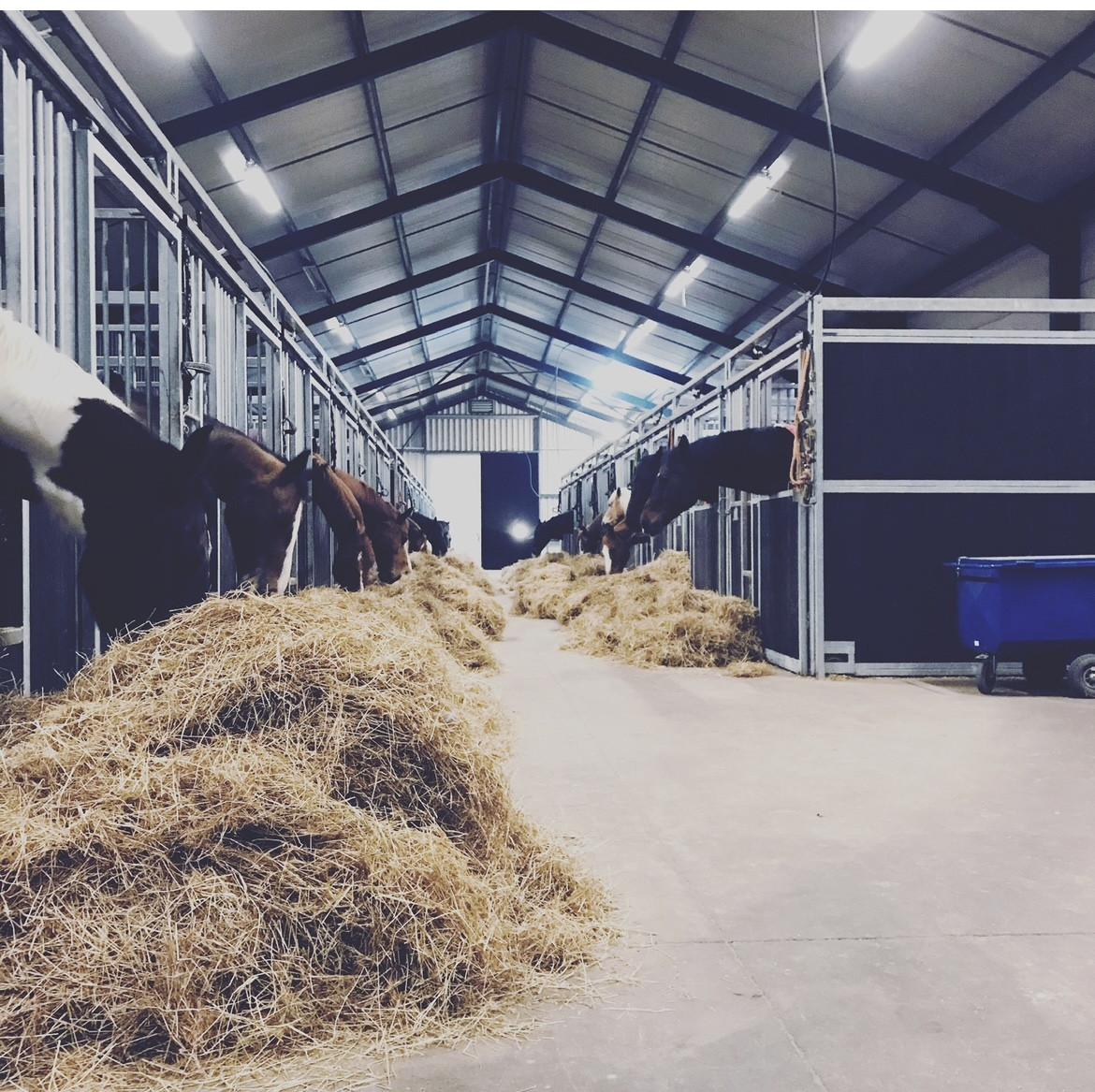 Paardenstalling per direct