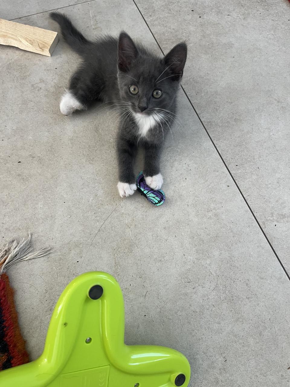 Kittens