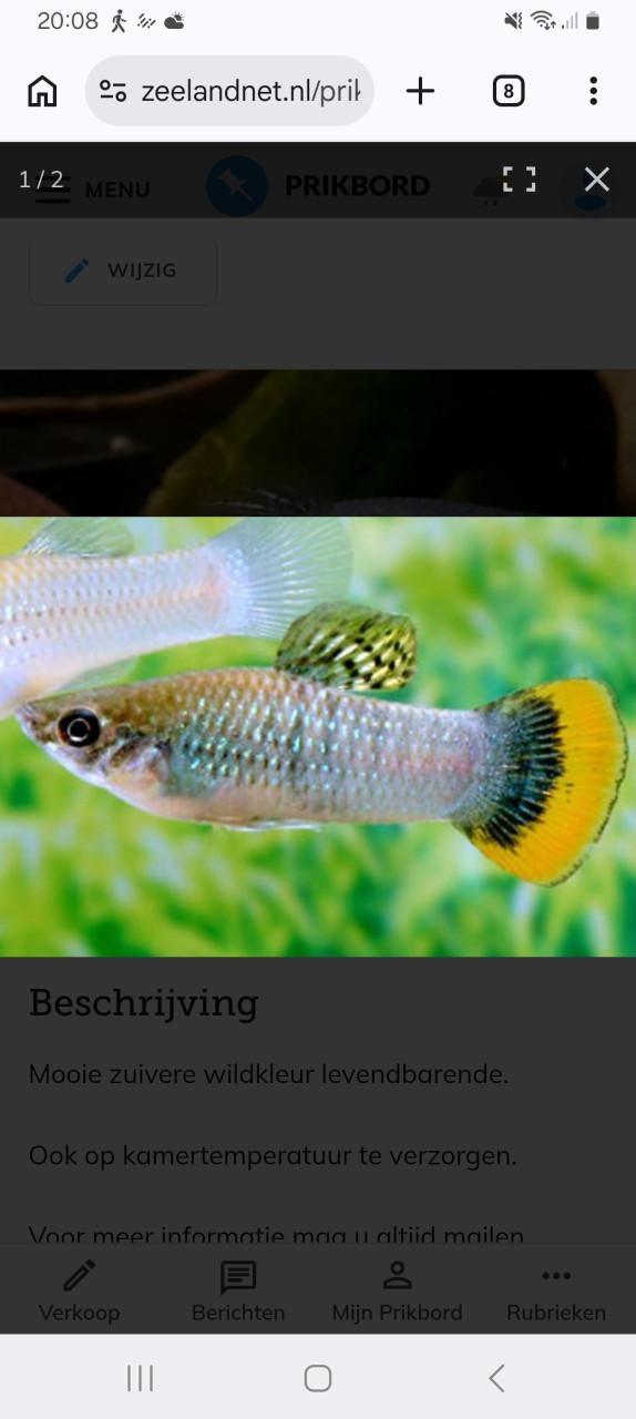 Aquariumvissen Poecillia Mexicana