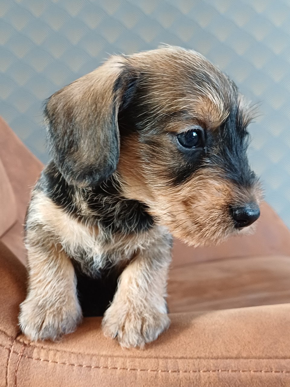 Super leuke Ruwhaar Dwerg Teckel pups