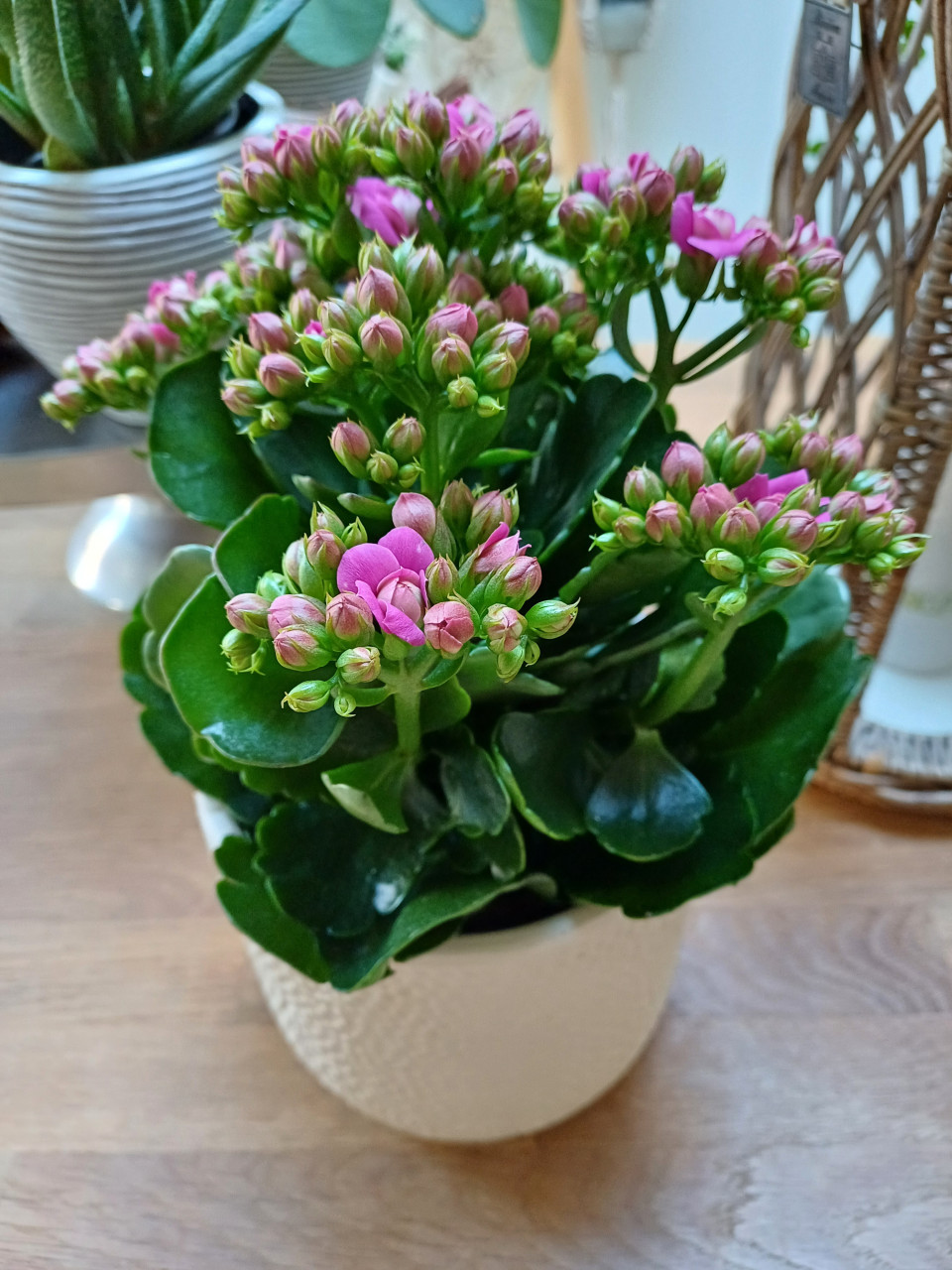 NIEUW: KALANCHOË fuchsia dubbel bloemig + neutrale POT