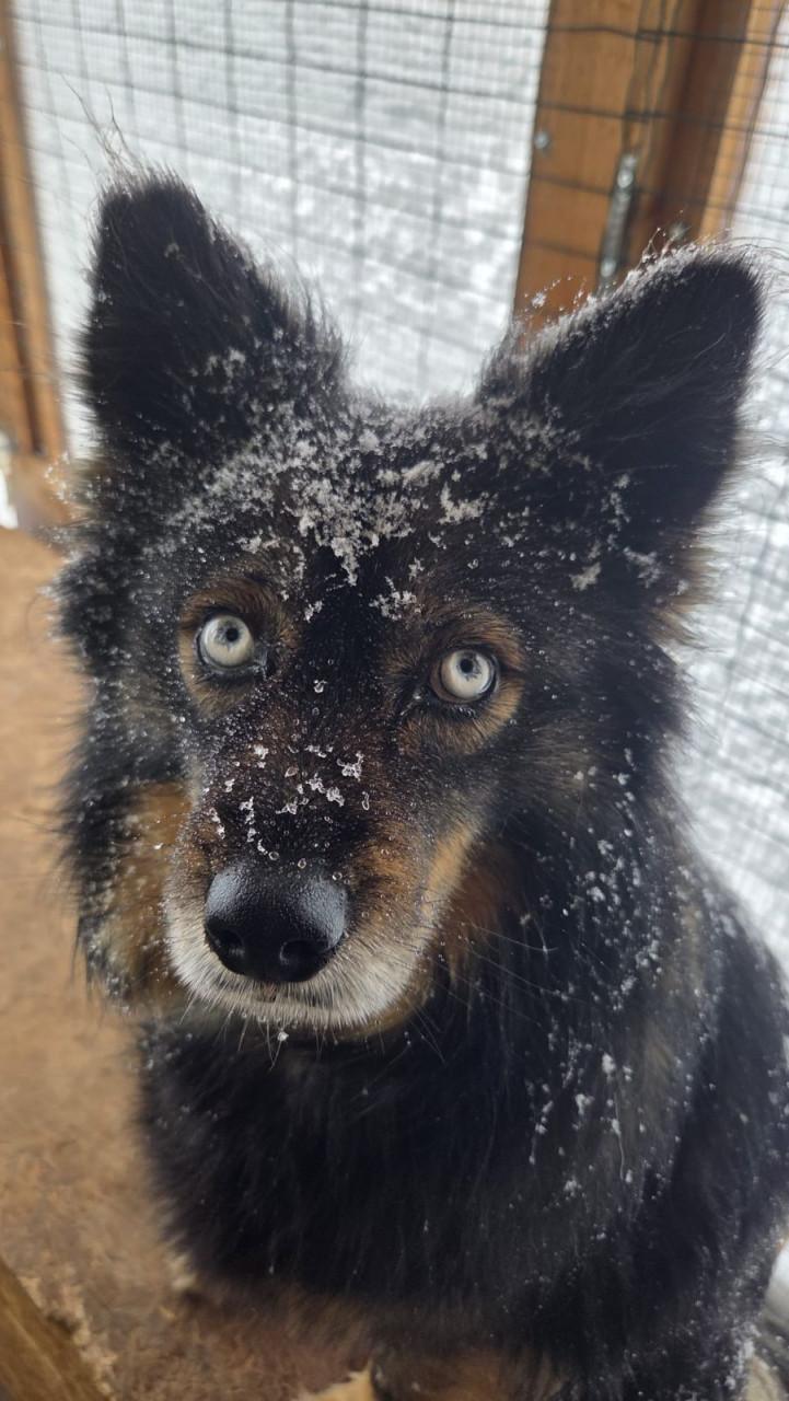 Hond zoekt baasje