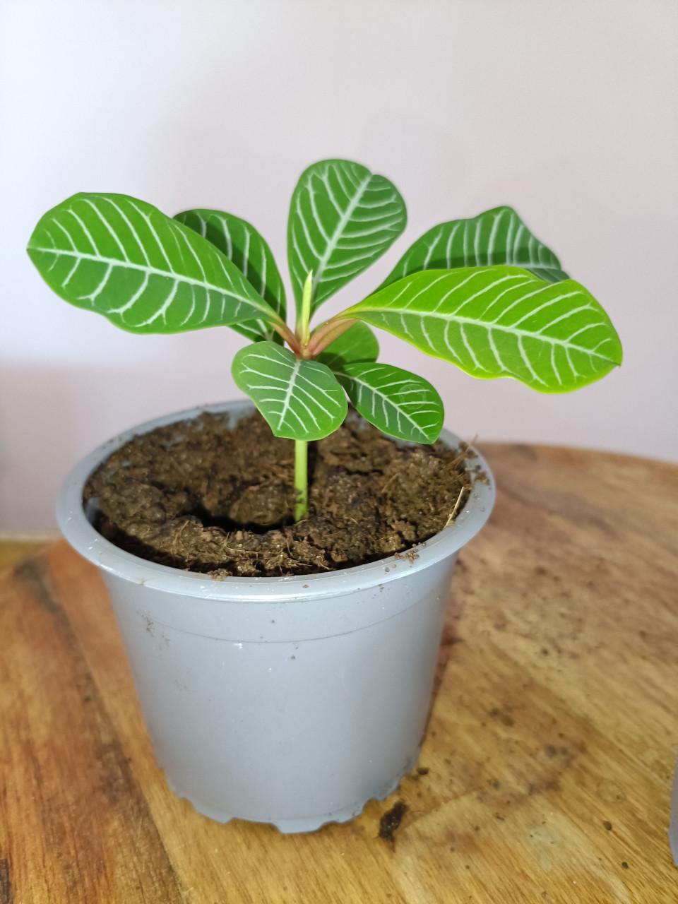 2x jonge Euphorbia