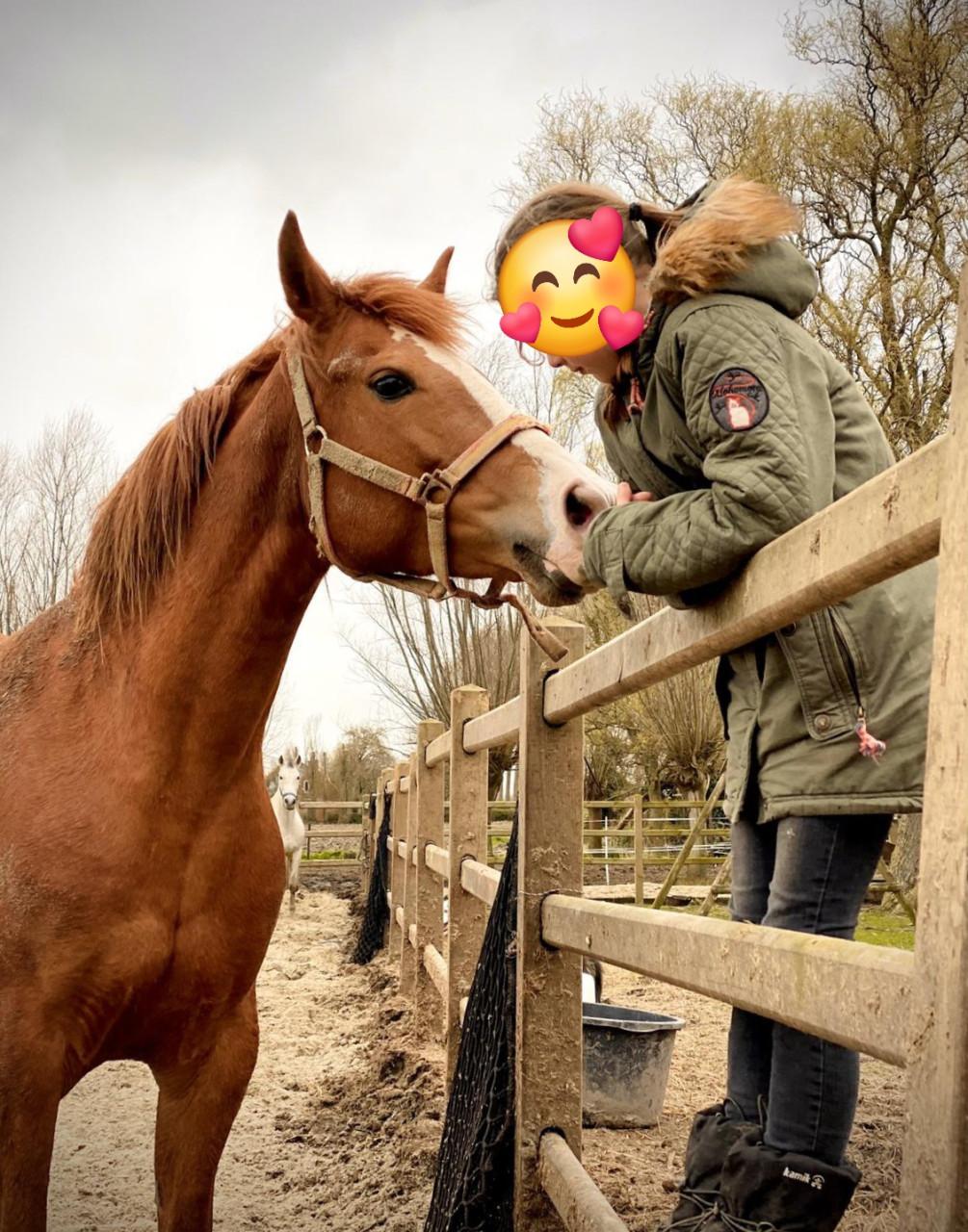 Schitterende Spaanse vos merrie