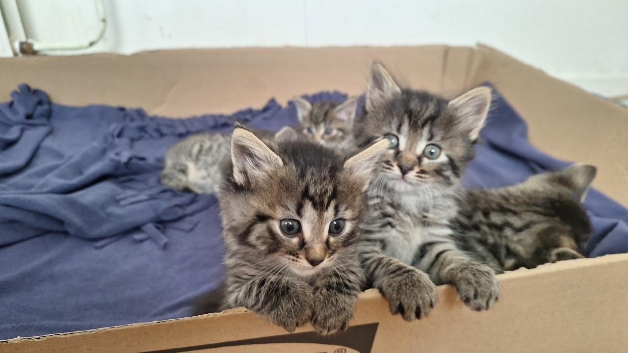 Kittens
