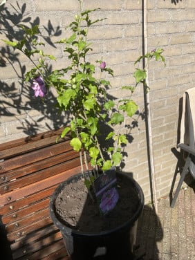 Hibiscus