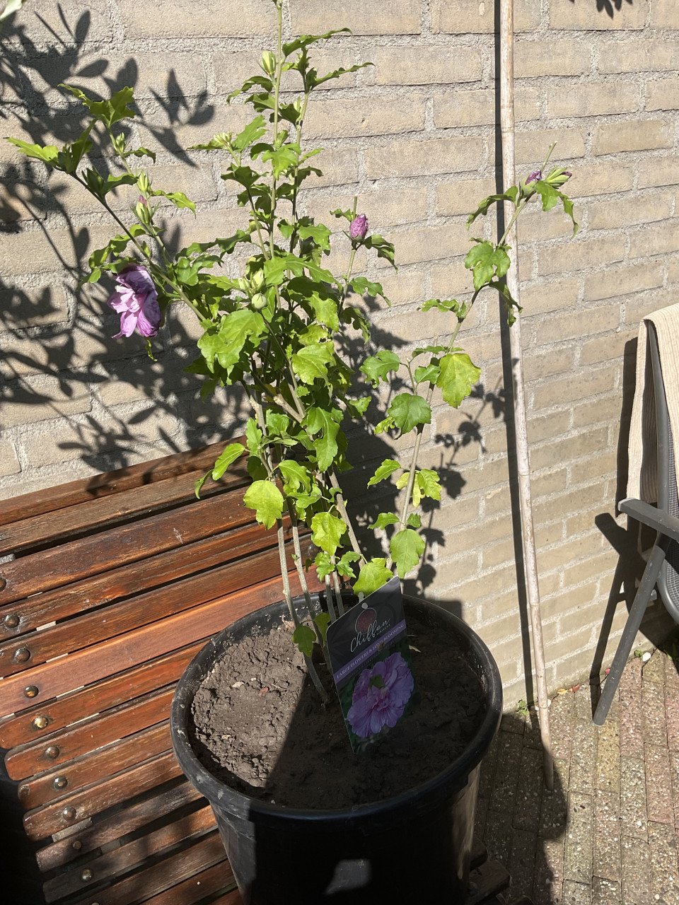 Hibiscus