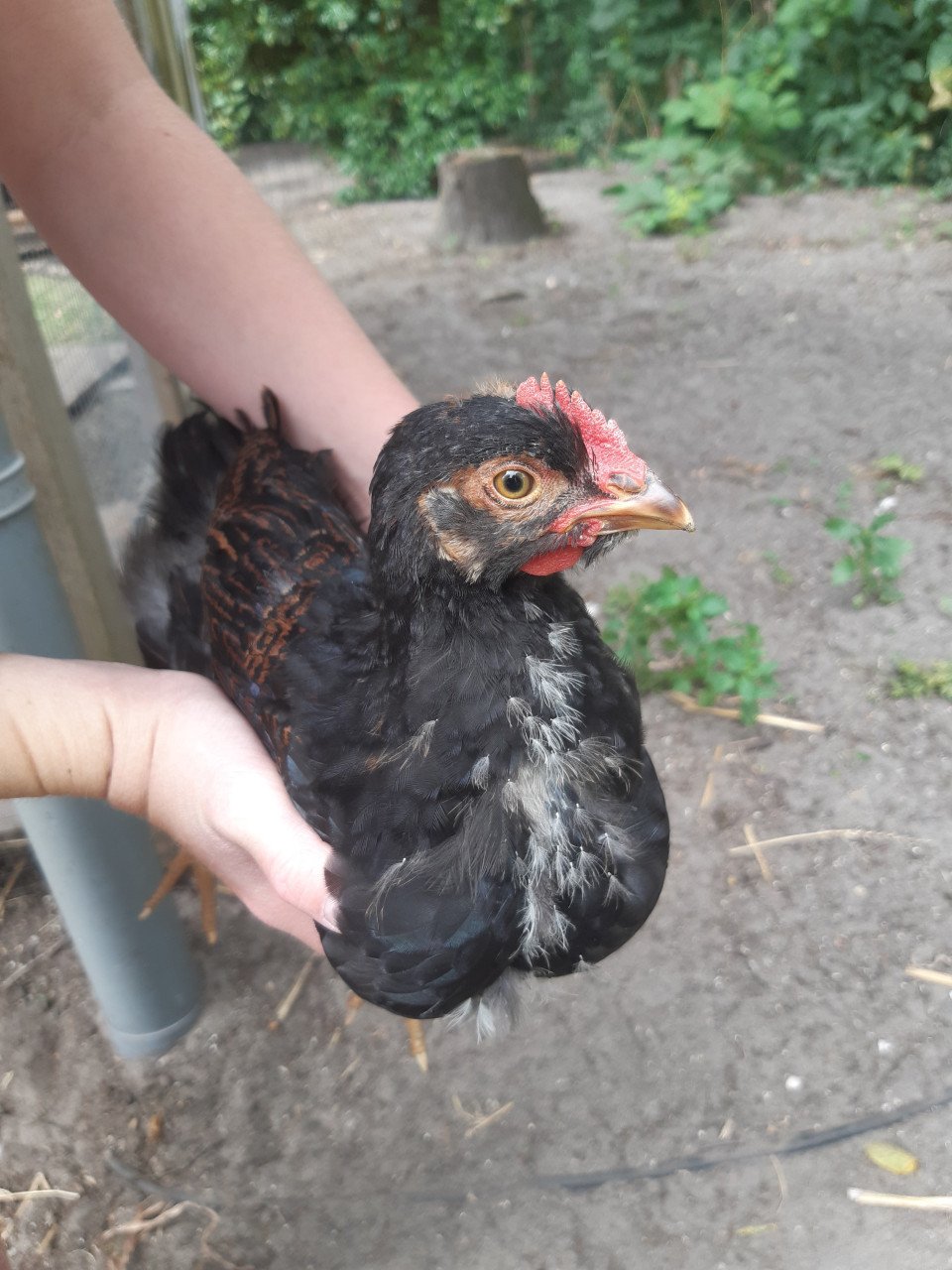 Barnevelder kippen handtam