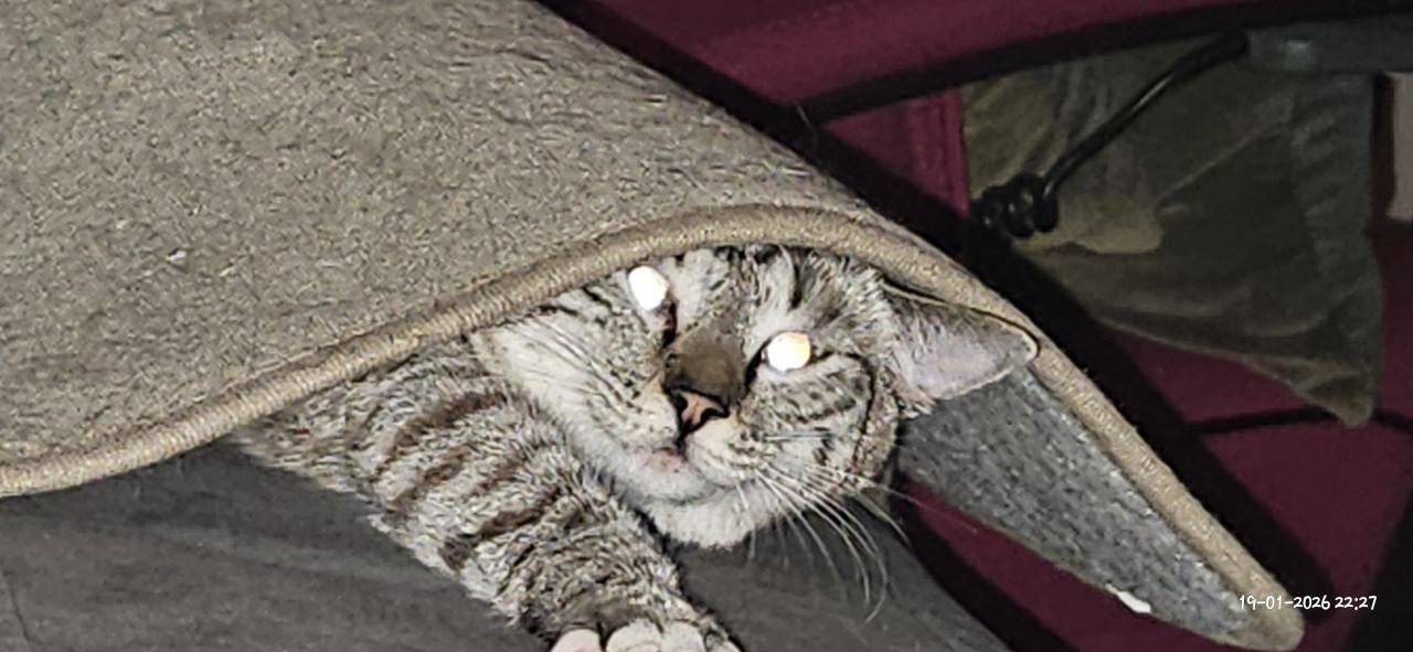 Nora zoekt een ander huisje