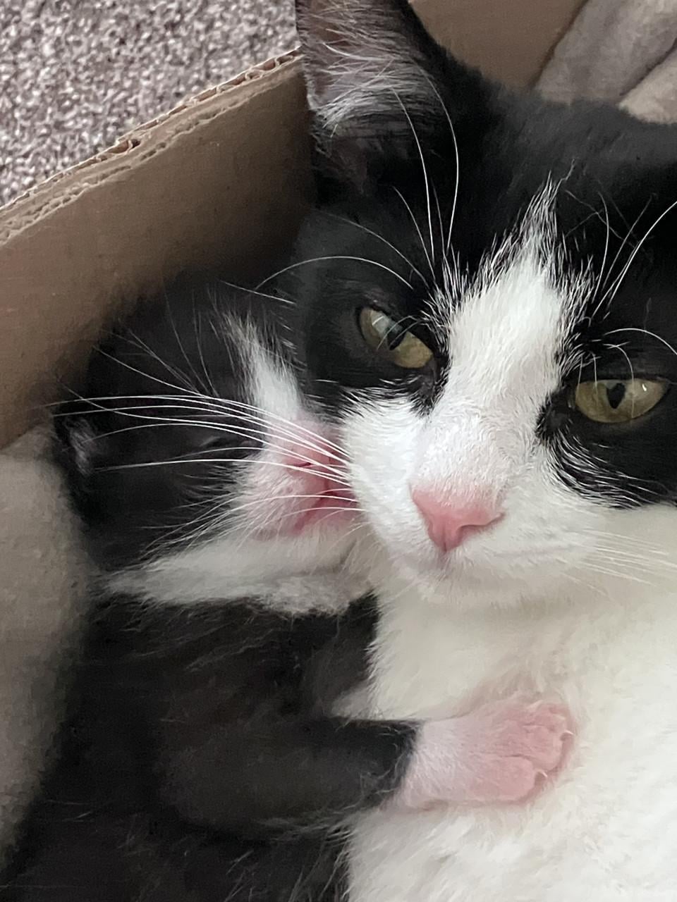 Kittens te koop