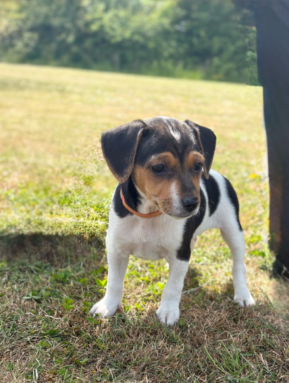 Prachtige boerenfox pup!