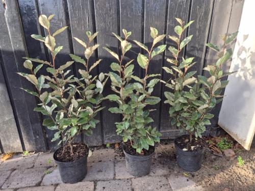 Olijfwilg compacta haagplanten 60+ cm