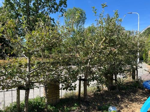 Appelboompjes