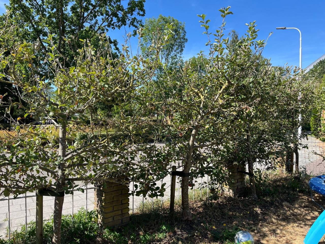Appelboompjes