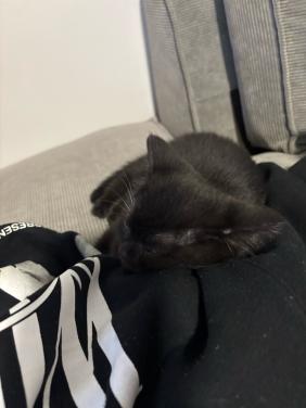 Zwarte britse korthaar Kittens