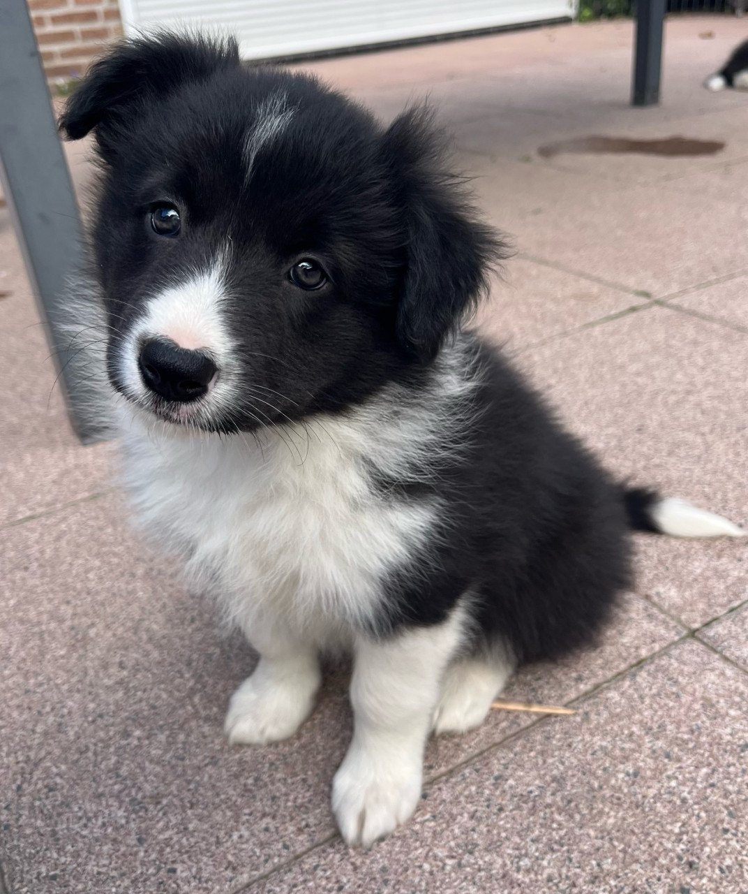 Border collie puppy’s
