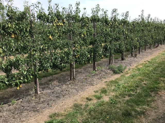 Fruitbomen in leivorm / Leibomen / Peer