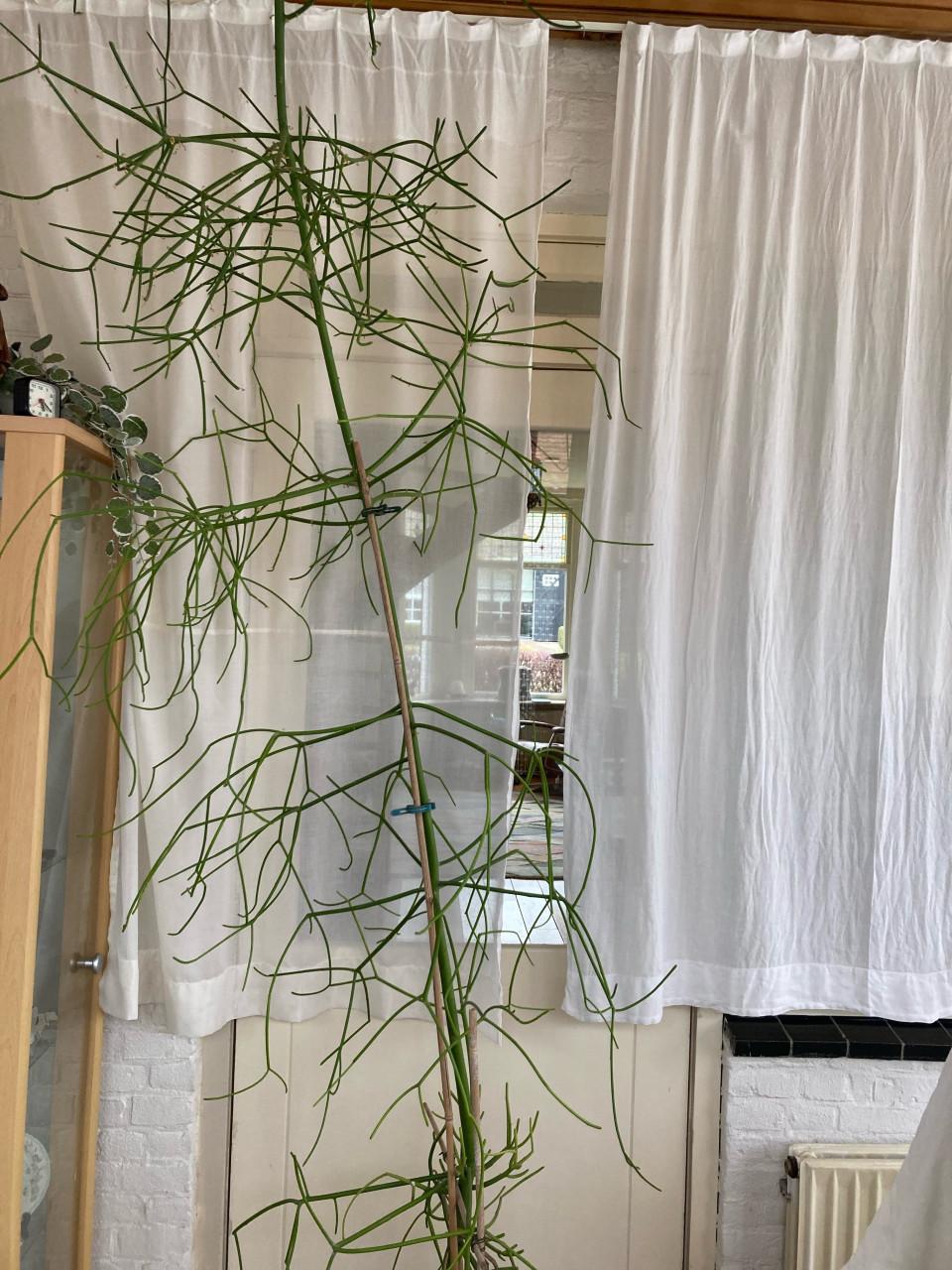 Surinaamse plant GRATIS