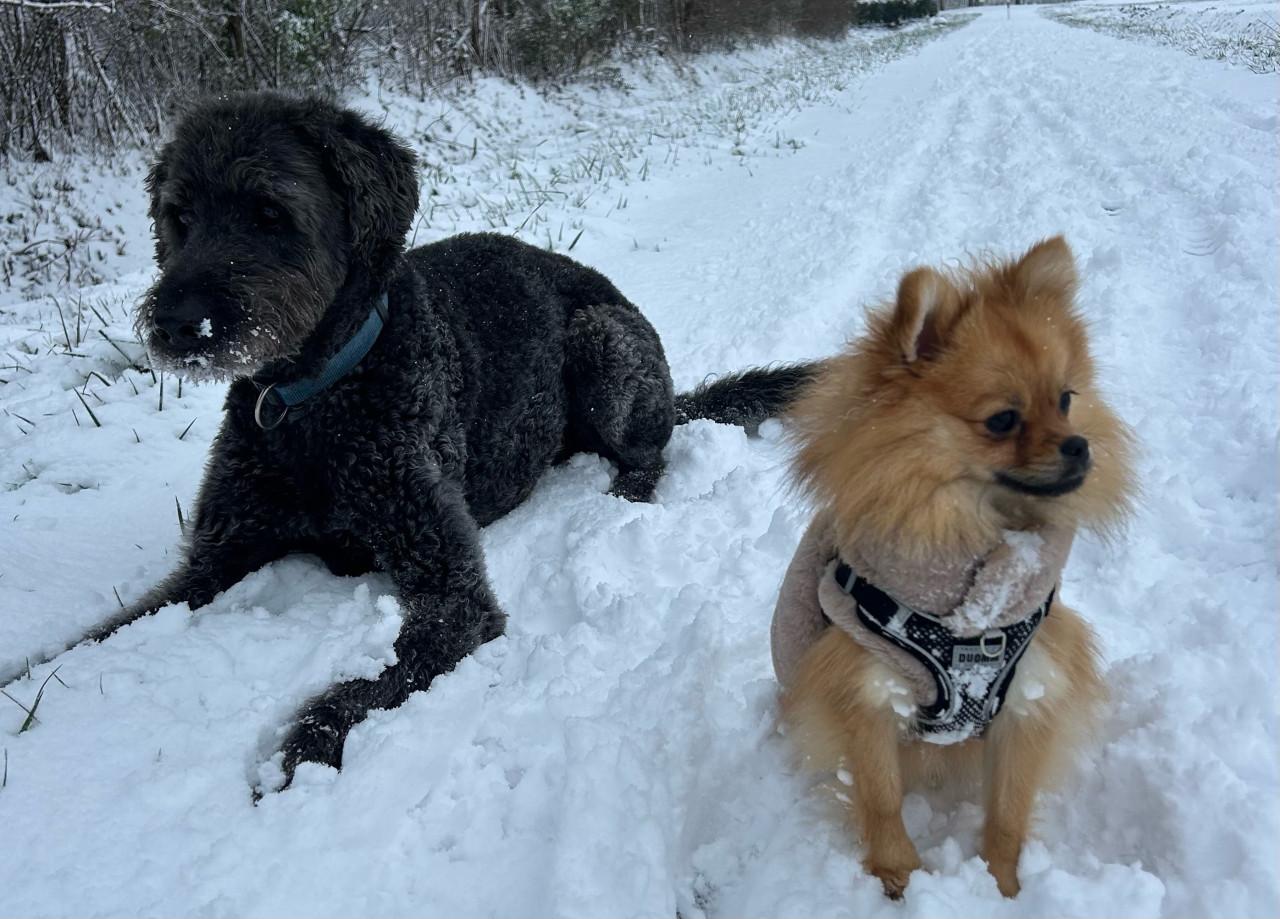 Super lieve pomeriaan