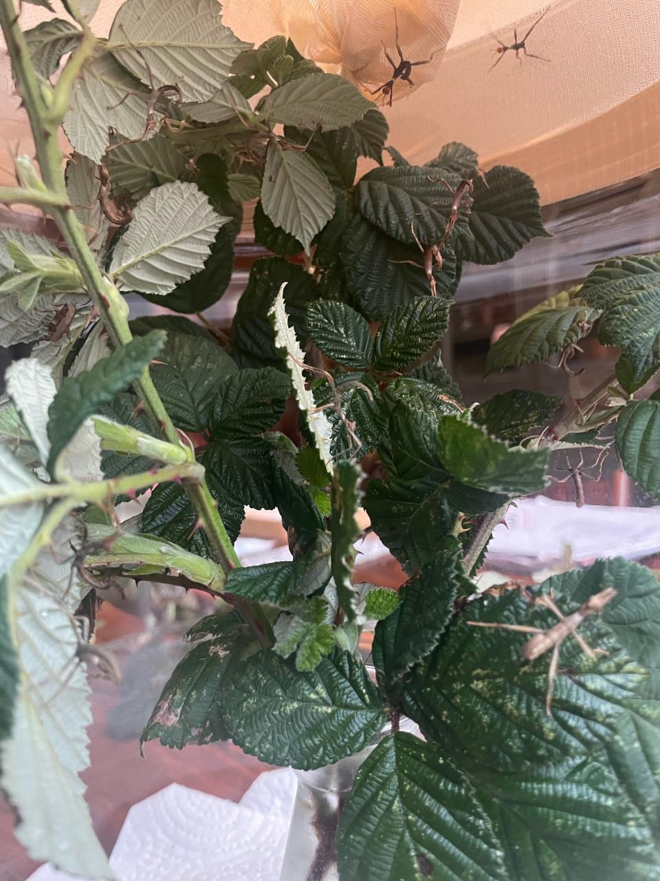 Australische flappentak