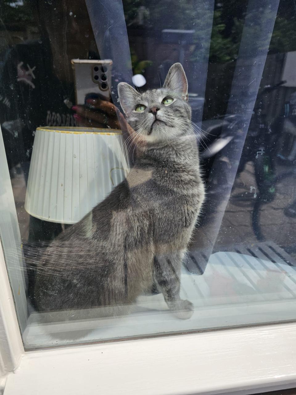 Herplaats katten