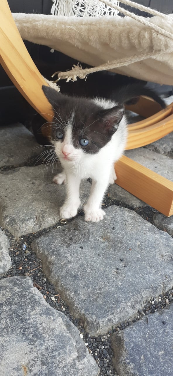 Prachtige lieve kittens 😻
