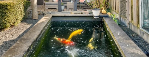 4 Koi Karpers met complete vijverinstallatie (filter & luchtpomp, UV-lamp)