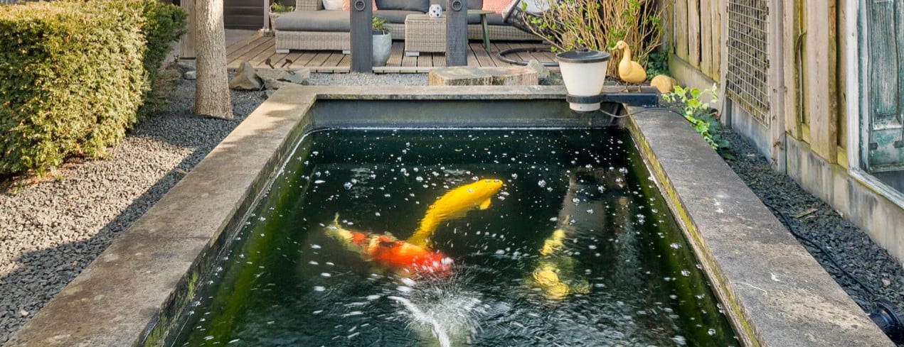 4 Koi Karpers met complete vijverinstallatie (filter & luchtpomp, UV-lamp)