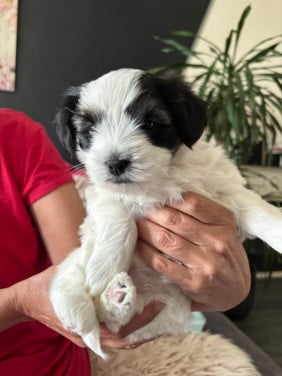 Lief boomer puppy