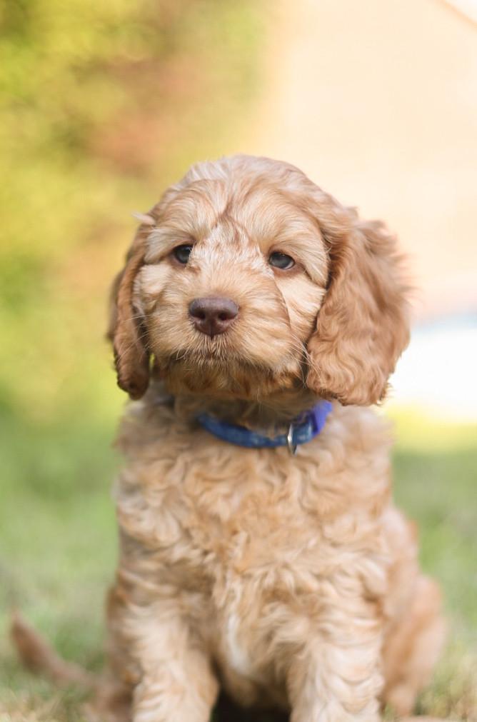 Gastgezin gezocht voor Cockapoo pup