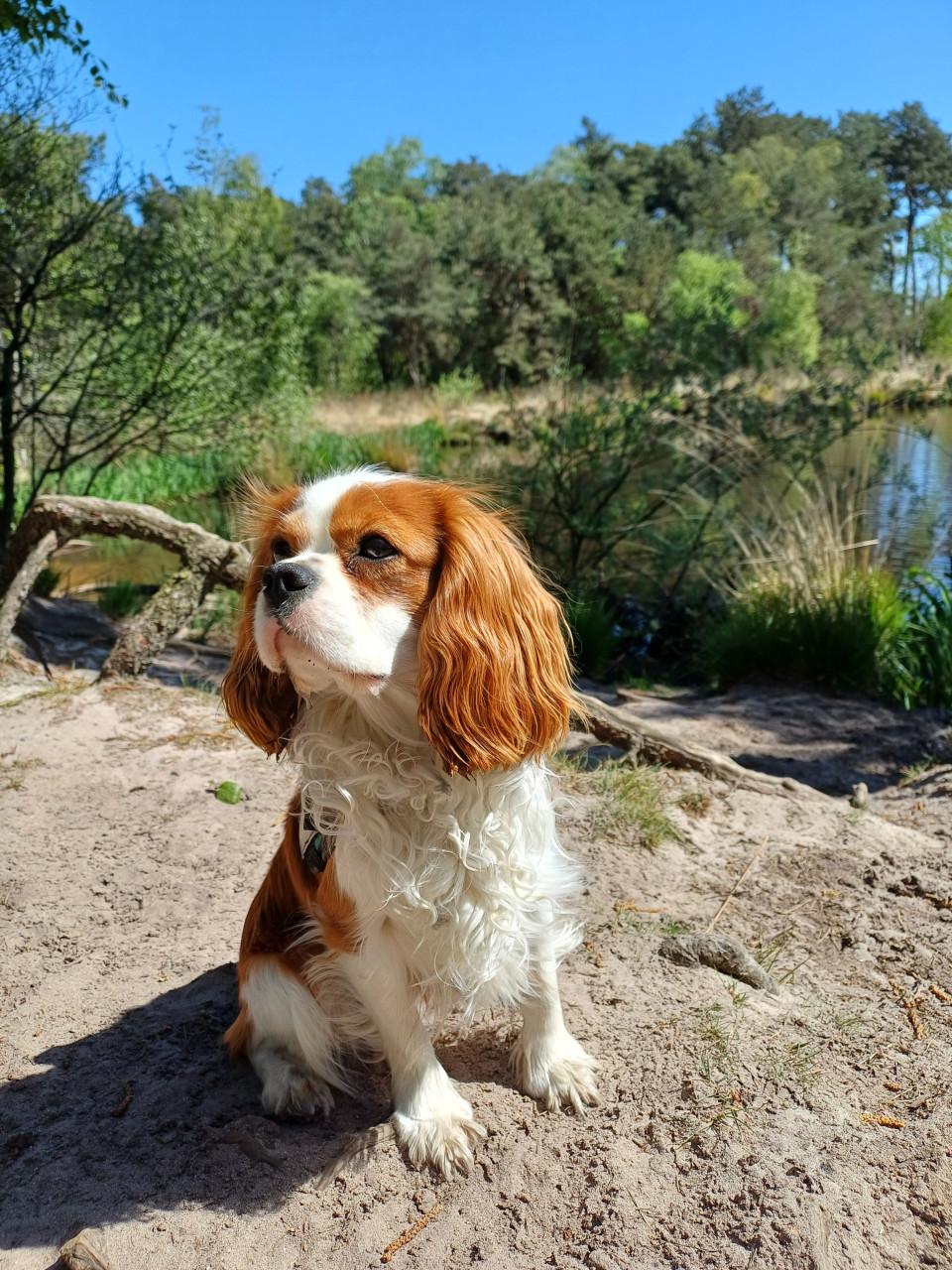 Cavaliermiddag 6 juni van 14.30 tot 16.30 in Zaamslag!