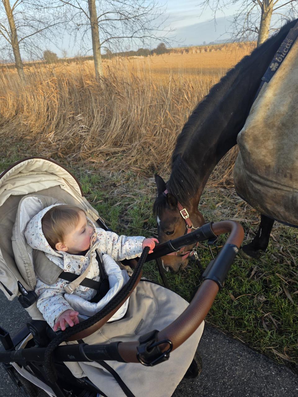 Lieve merrie zoekt pensioenplek