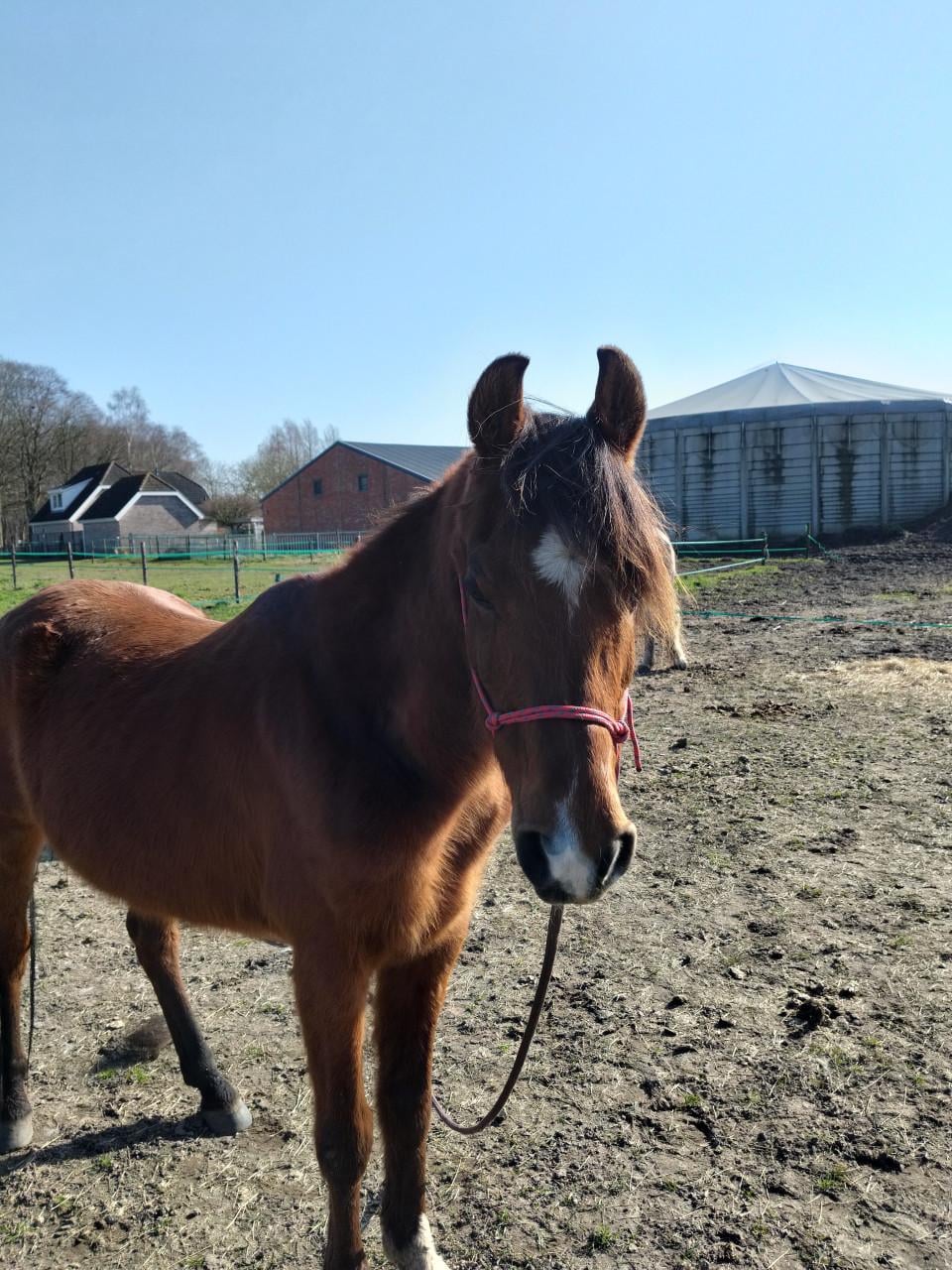 Arabisch volbloed ruin te koop