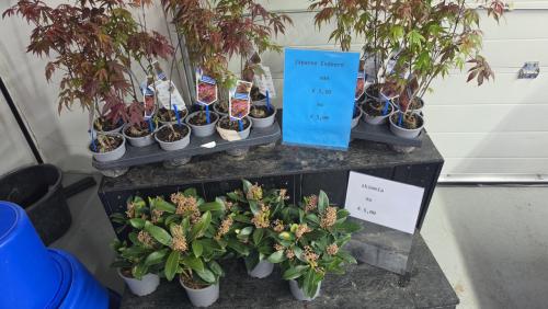 Japanse esdoorn en skimmia