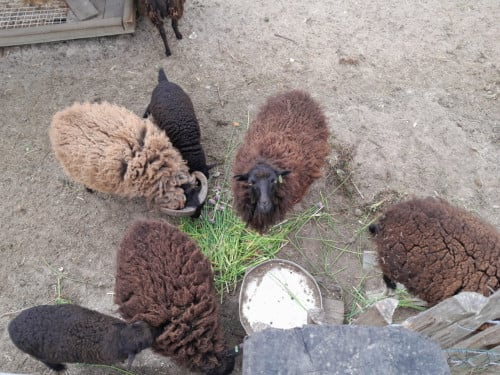 Schaap Ouessant