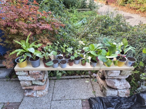 Diverse planten te koop