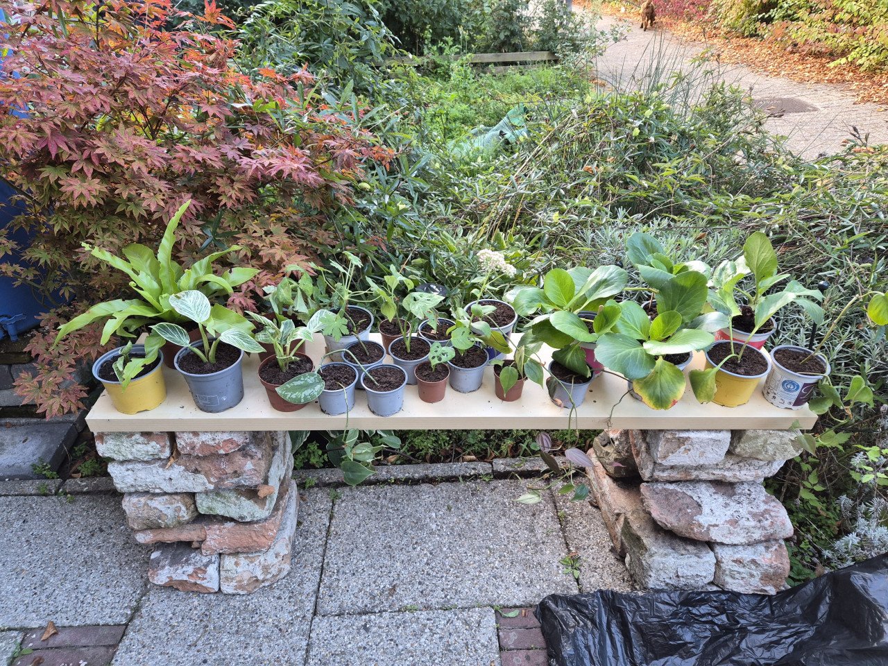 Diverse planten te koop