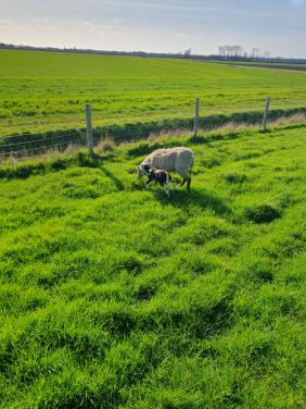 Schaap schapen stellen stel stelletjes ideaal bij paard of pony in de wei