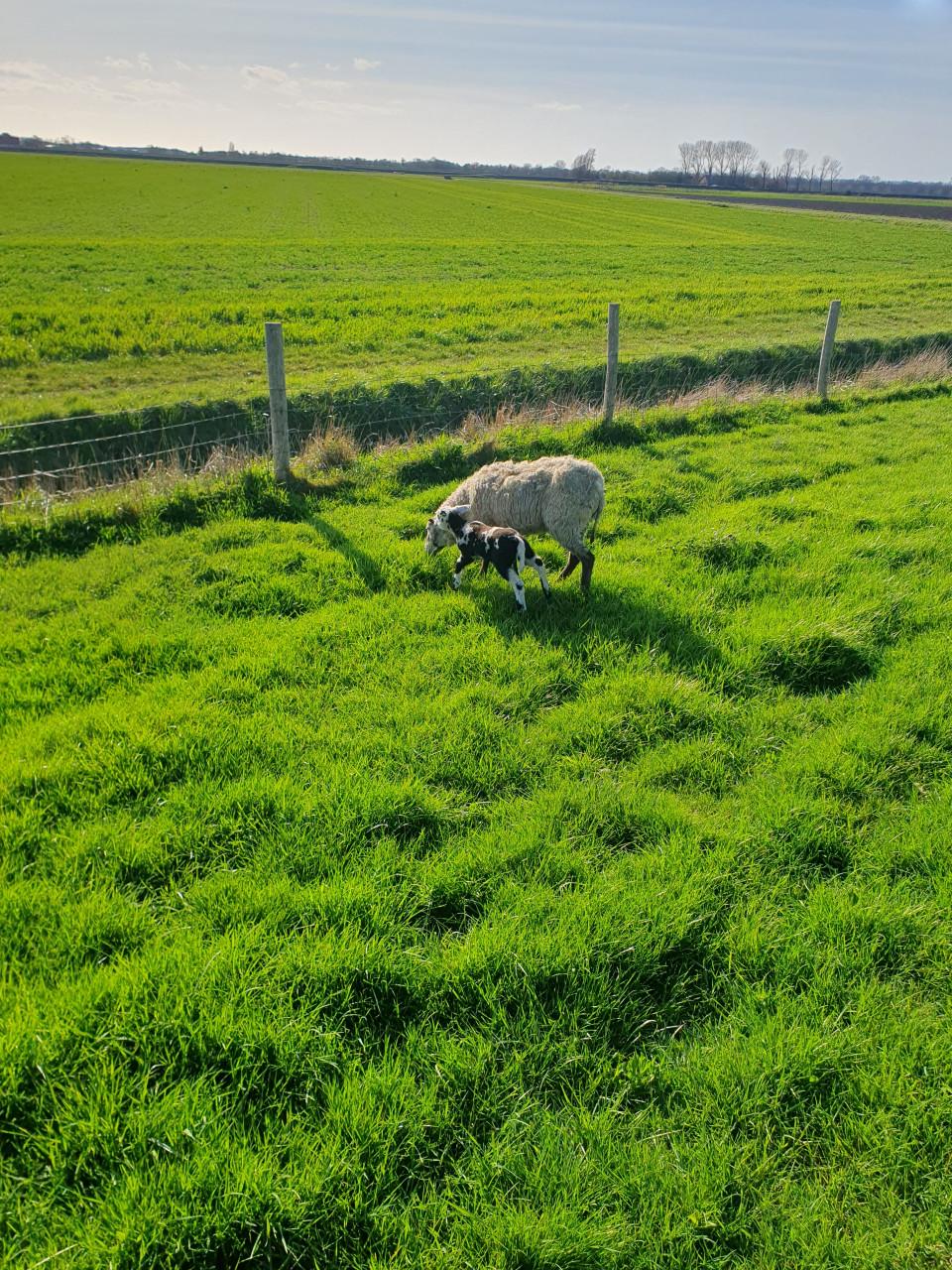 Schaap schapen stellen stel stelletjes ideaal bij paard of pony in de wei