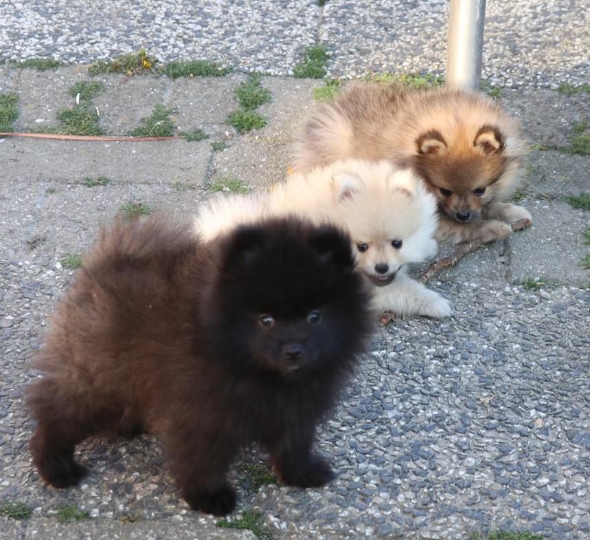 Pomeriaan pups beschikbaar