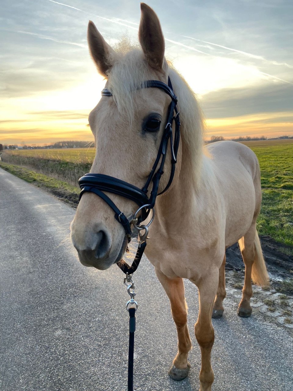 Paarden stalling gevraagd